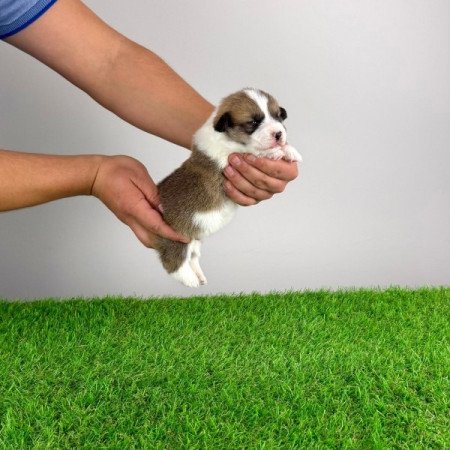 Pembroke Welsh Corgi