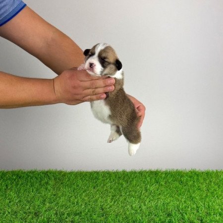 Pembroke Welsh Corgi