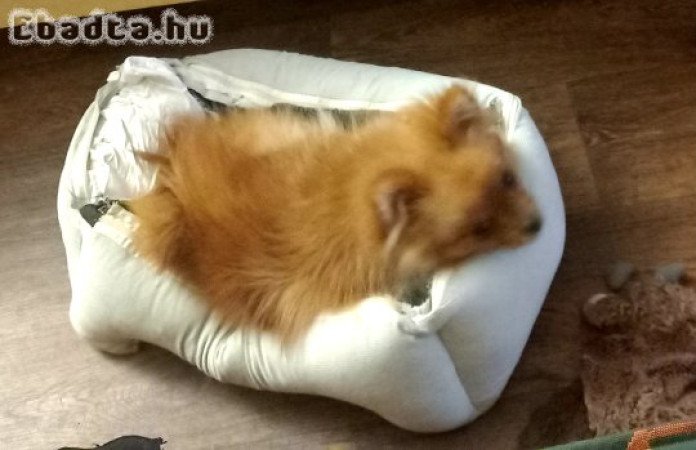 7 hónapos kislány Spitz máshol cukiskodna