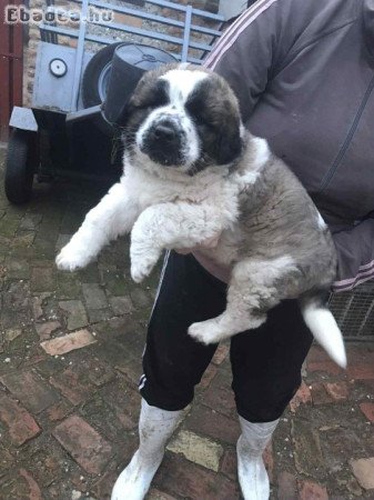 Moszkvai Őr kiskutya