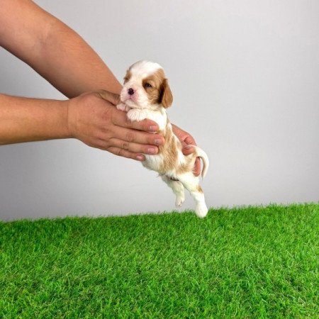 Cavalier King Charles spániel