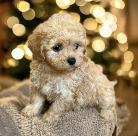 Maltipoo maltai selyem es torpe uszkar