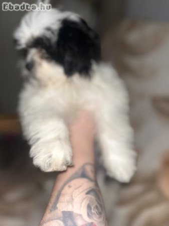 Shi-tzu kölyök