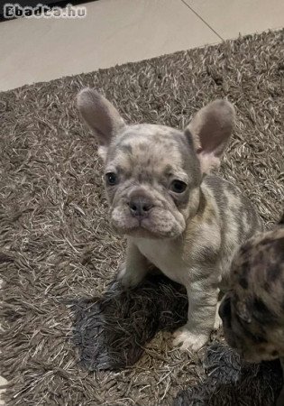 Francia bulldog kiskutyák