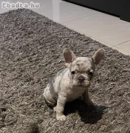 Francia bulldog kiskutyák