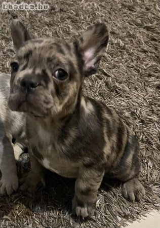 Francia bulldog kiskutyák