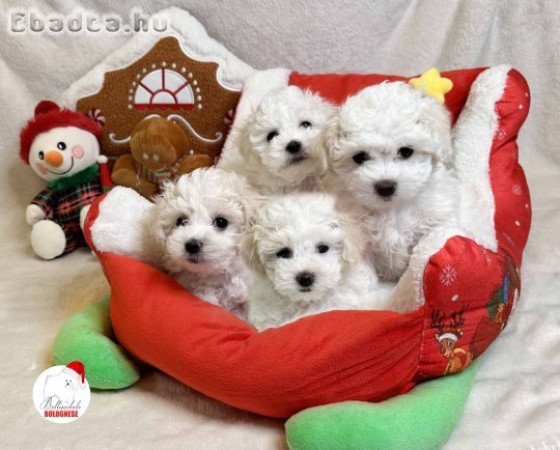 Prémium minőségű Bolognese kiskutya