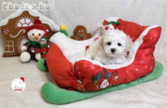 Prémium minőségű Bolognese kiskutya