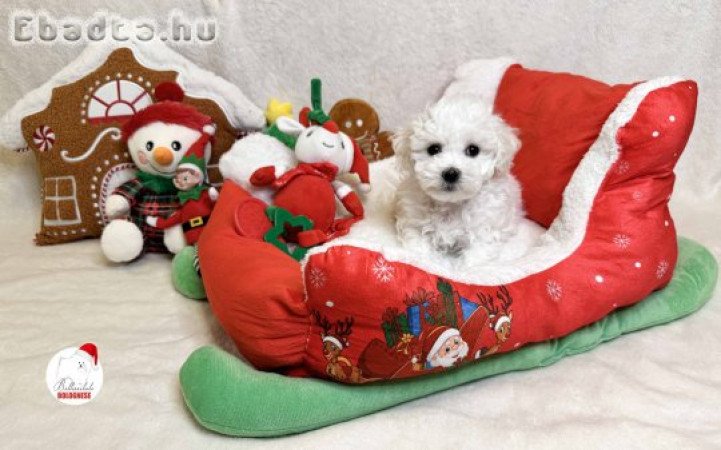 Prémium minőségű Bolognese kiskutya