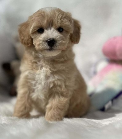 Maltipoo