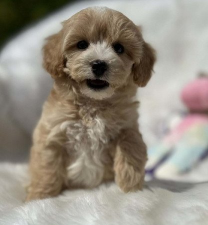 Maltipoo