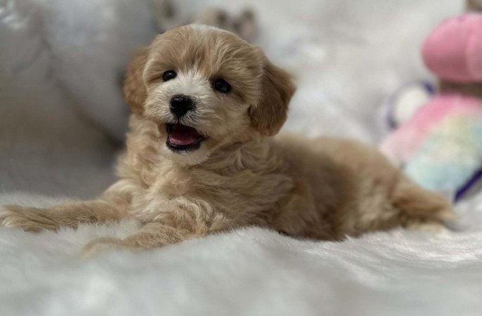 Maltipoo