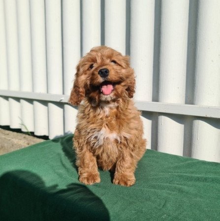 Cavapoo