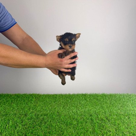 Törzskönyves Yorkshire terrier Yorki kiskutya