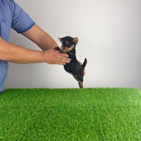 Törzskönyves Yorkshire terrier Yorki kiskutya