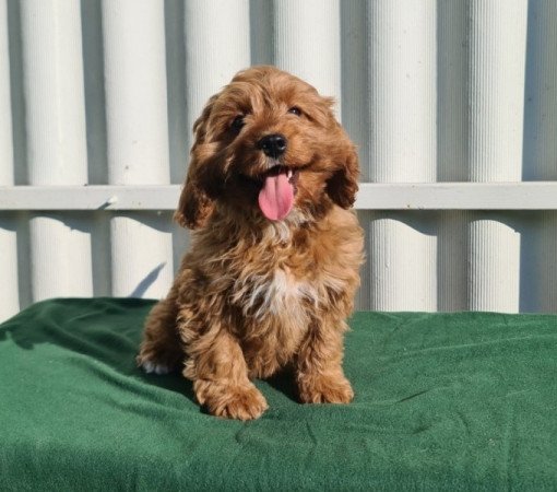 Cavapoo