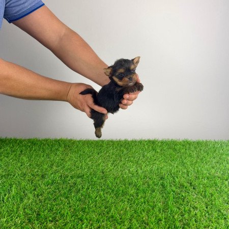 Törzskönyves Yorkshire terrier Yorki kiskutya