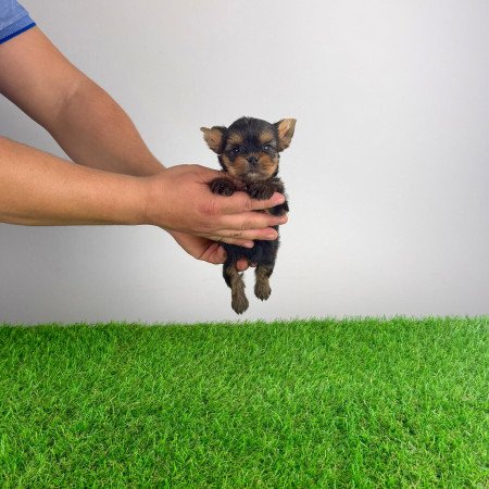 Törzskönyves Yorkshire terrier Yorki kiskutya