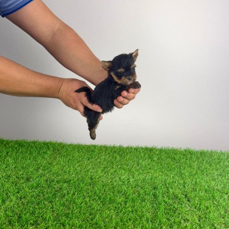 Törzskönyves Yorkshire terrier Yorki kiskutya