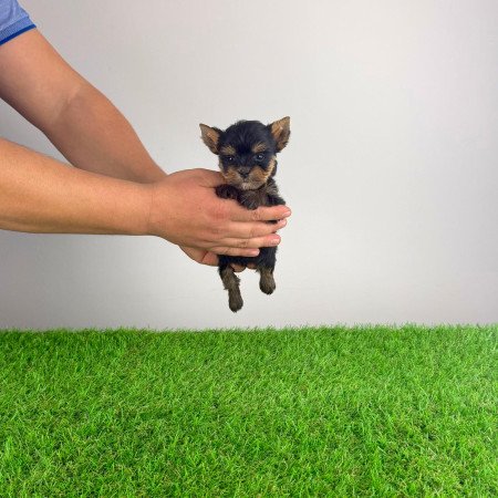 Törzskönyves Yorkshire terrier Yorki kiskutya