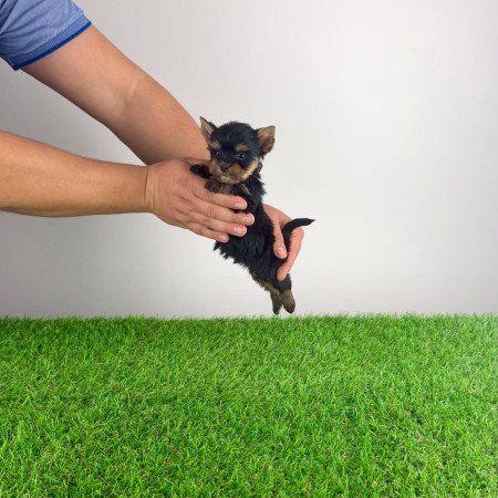 Törzskönyves Yorkshire terrier Yorki kiskutya