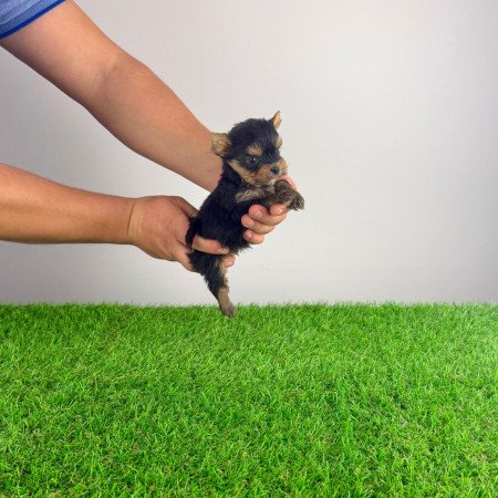 Törzskönyves Yorkshire terrier Yorki kiskutya