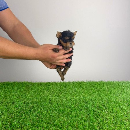 Törzskönyves Yorkshire terrier Yorki kiskutya