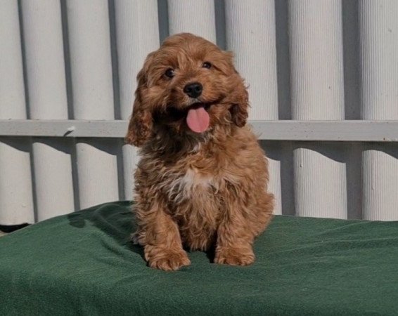 Cavapoo