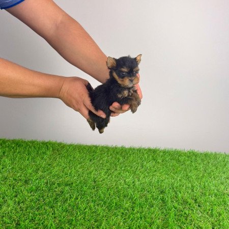 Törzskönyves Yorkshire terrier Yorki kiskutya