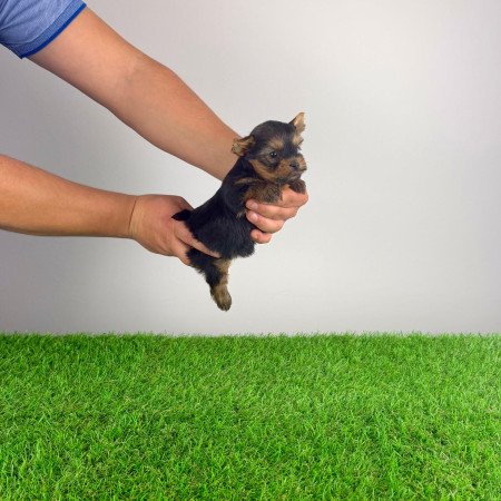 Törzskönyves Yorkshire terrier Yorki kiskutya