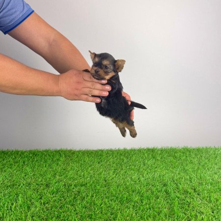 Törzskönyves Yorkshire terrier Yorki kiskutya