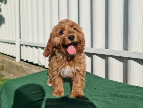 Cavapoo