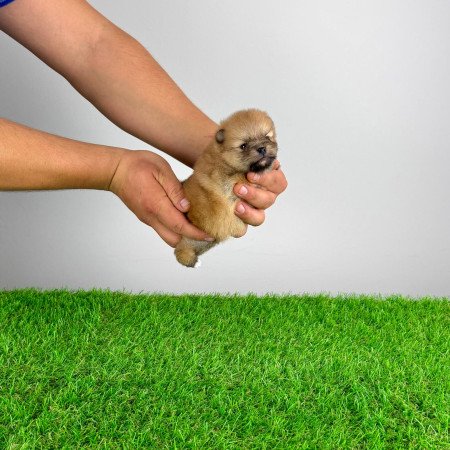 Törzskönyves Pomerániai törpespitz Pomi kiskutya