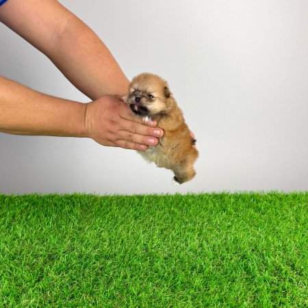 Törzskönyves Pomerániai törpespitz Pomi kiskutya