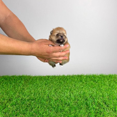 Törzskönyves Pomerániai törpespitz Pomi kiskutya