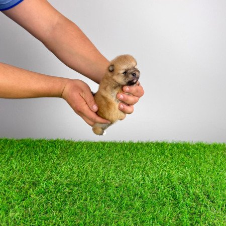 Törzskönyves Pomerániai törpespitz Pomi kiskutya