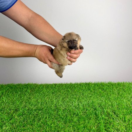 Törzskönyves Pomerániai törpespitz Pomi kiskutya