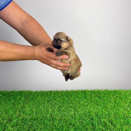 Törzskönyves Pomerániai törpespitz Pomi kiskutya