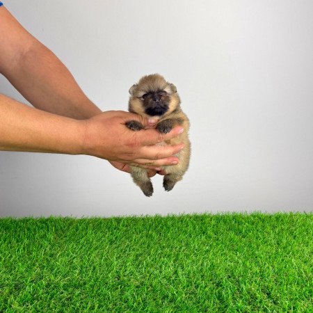 Törzskönyves Pomerániai törpespitz Pomi kiskutya