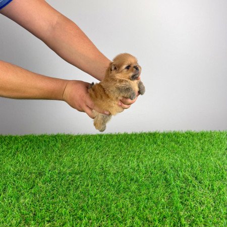 Törzskönyves Pomerániai törpespitz Pomi kiskutya