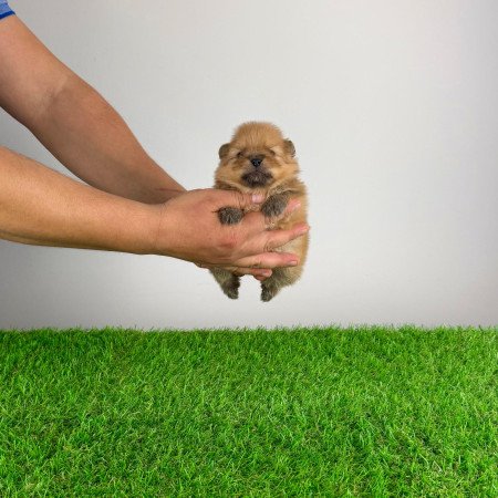 Törzskönyves Pomerániai törpespitz Pomi kiskutya