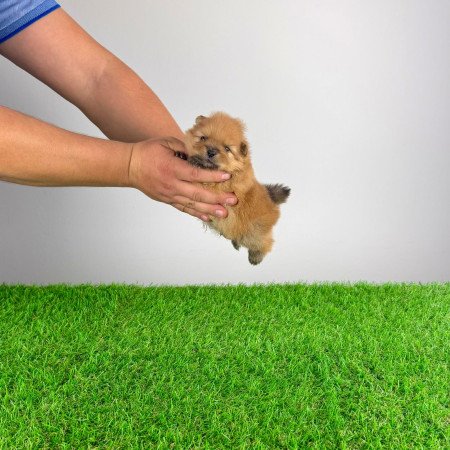 Törzskönyves Pomerániai törpespitz Pomi kiskutya