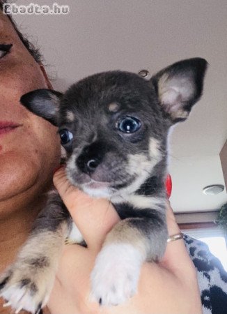 Csivava babák eladók