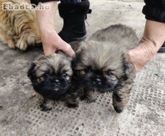 Eladó pekingi palotapincsi