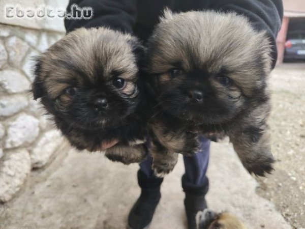 Eladó pekingi palotapincsi