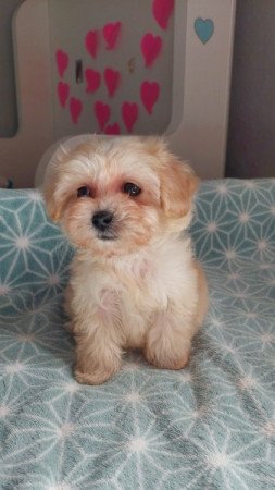 maltipoo