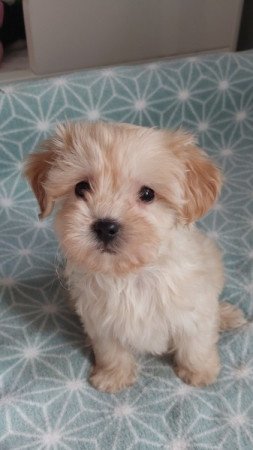 maltipoo