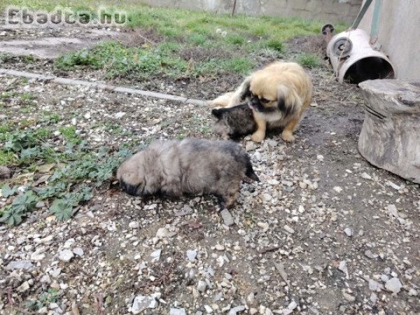 Eladó pekingi palotapincsi