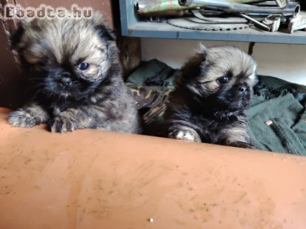 Eladó pekingi palotapincsi