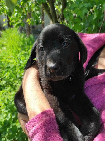 Labrador kiskutyák eladók